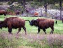 Bison in Custer State Park, South Dakota.