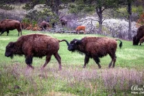 custer