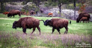 custer custer