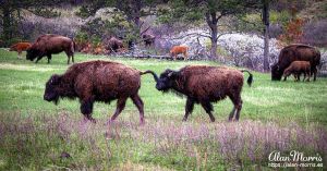 Bison in Custer State Park, South Dakota.