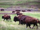 Bison in Custer State Park, South Dakota.