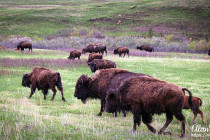 Bison in Custer State Park, South Dakota.