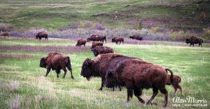 Bison in Custer State Park, South Dakota.