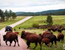 Bison crossing a road in Custer State Park.