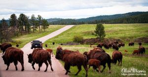 Bison crossing a road in Custer State Park.