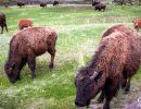 Bison eating grass.