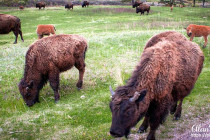 Bison eating grass.