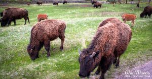 Bison eating grass.