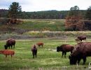 A group of bison & their young.