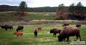 A group of bison & their young.