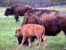 Young bison with its parents in Custer State Park.