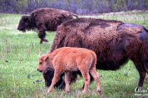 Young bison with its parents in Custer State Park.
