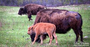 Young bison with its parents in Custer State Park.