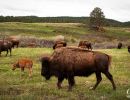 Bison in Custer State Park.