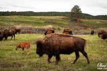 Bison in Custer State Park.