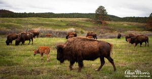 Bison in Custer State Park.