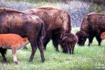 custer