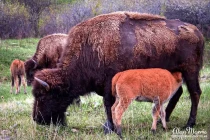 custer