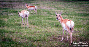 White-tailed deer in Custer State Park.