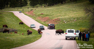 Bison cross the road, Custer State Park.