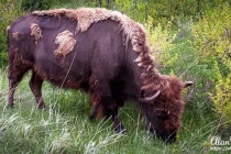 custer
