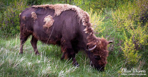 Bison eating grass in Custer State Park.