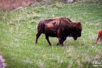 custer