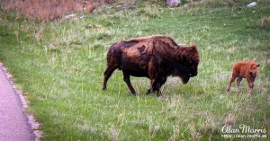 custer