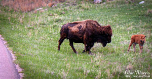 Bison following its young in Custer State Park.