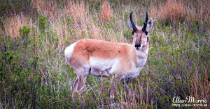 Deer in Custer State Park.