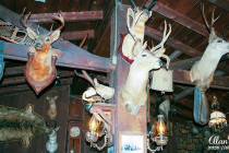 Stuffed stag heads hanging on the walls of Saloon No. 10.