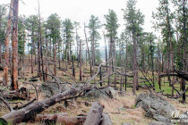 New growth on trees hit by lightning.