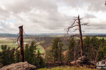 Trees that have been hit by lightning.