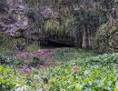 Cave at Fern Grotto.