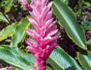 Alpinia purpurata (Red Ginger)