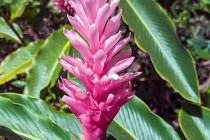Alpinia purpurata (Red Ginger)