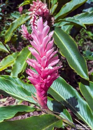 Alpinia purpurata (Red Ginger)