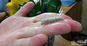 Live grub on Melanie Lunns finger. Live grub on Melanie Lunns finger.