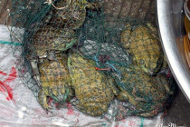 Live toads for sale in a food market.