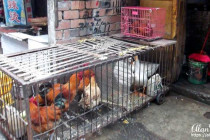 Live birds for sale in the food market in Beijing.