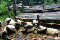 Group of giant pandas eating bamboo.