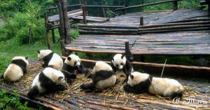 Group of giant pandas eating bamboo. Group of giant pandas eating bamboo.
