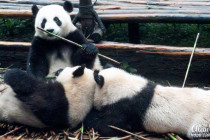 Giant Pandas resting their heads on another Giant Panda.