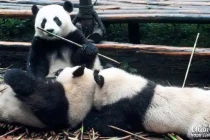 panda10