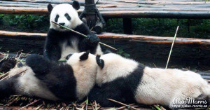 Giant Pandas resting their heads on another Giant Panda. Giant Pandas resting their heads on another Giant Panda.
