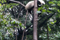 Giant Pandas sleeping.
