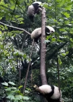 panda11