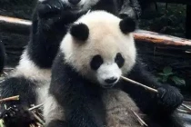 panda12