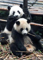 Giant Pandas eating bamboo. Giant Pandas eating bamboo.