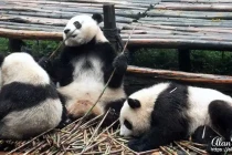 panda13